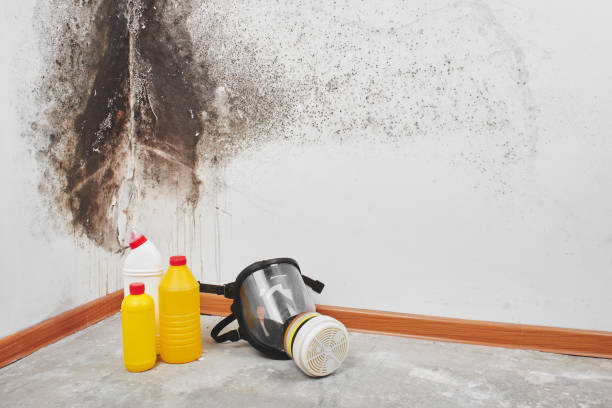 Best Residential Mold Remediation in West Covina, CA