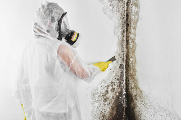 Best Preventive Mold Services in West Covina, CA
