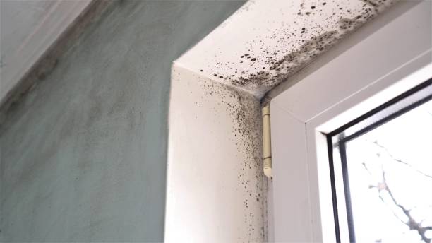 Best Mold Testing and Inspection Services in West Covina, CA