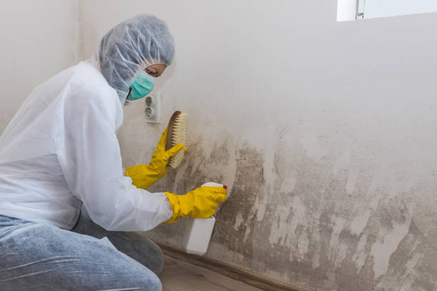 Best Emergency Mold Remediation in West Covina, CA
