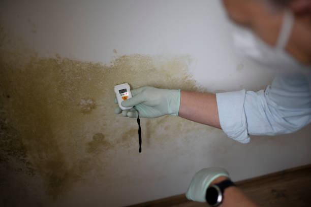 Best DIY Mold Remediation Support Services in West Covina, CA